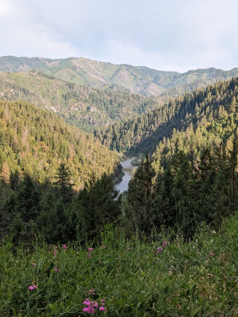 Forested river canyon in Siskiyou County