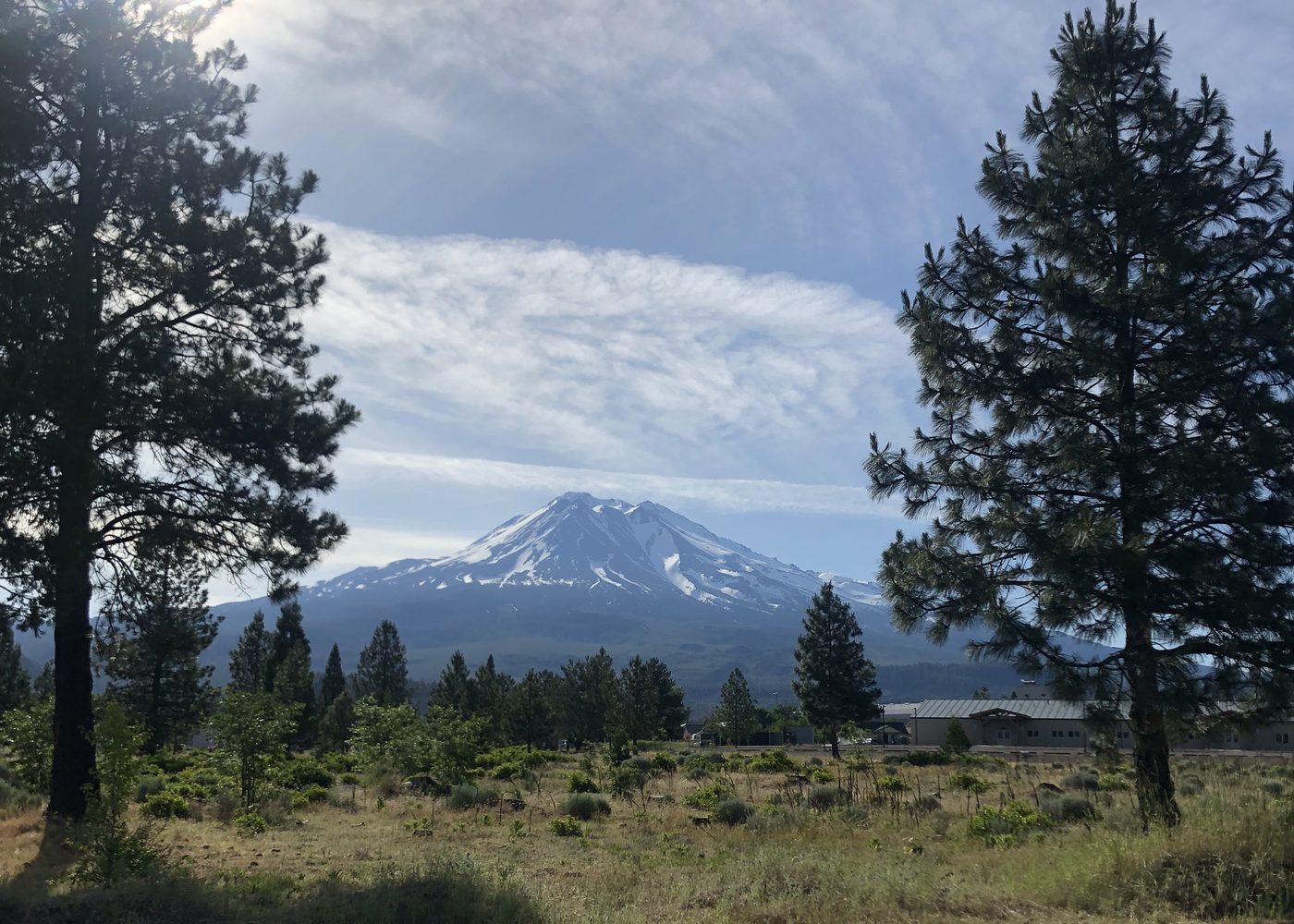 Mount Shasta seen through the pines